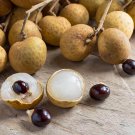 Rare Dragons Eye Longan Fruit Dimocarpus longan - 8 Seeds/Fruits