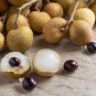 Rare Dragons Eye Longan Fruit Dimocarpus longan - 8 Seeds/Fruits
