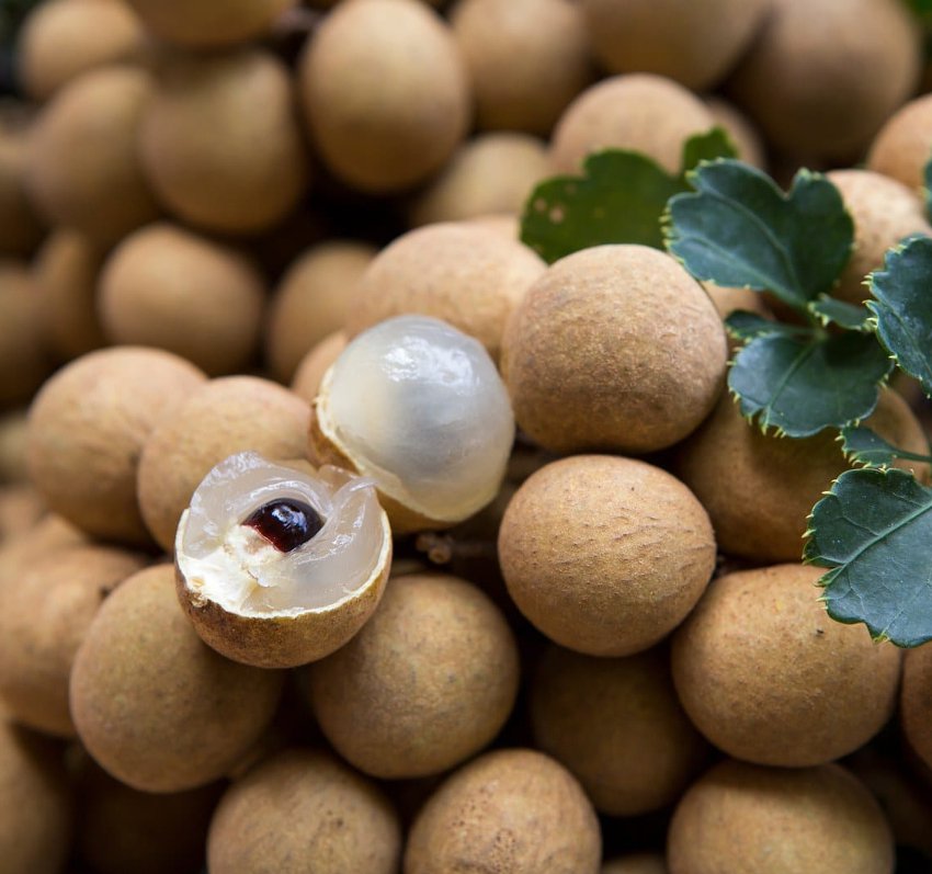 Exotic Dragons Eye Longan Fruit Euphoria longana - 8 Seeds/Fruits