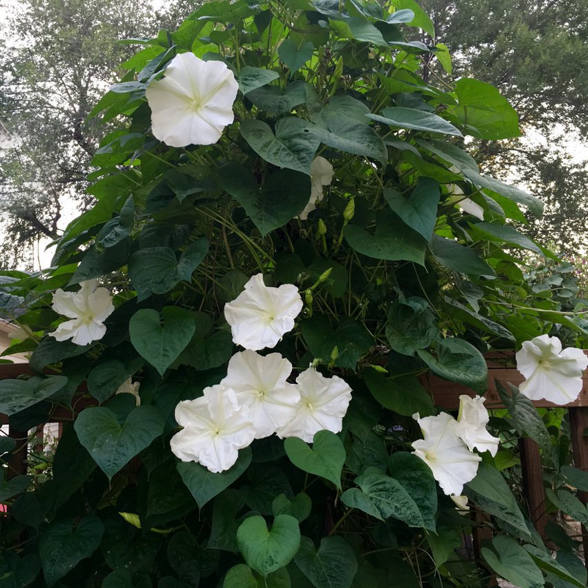 Moon Flower Vine