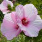 Pink Hibiscus Swamp Rose Hardy Hibiscus Moscheutos - 20 Seeds