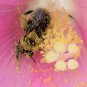Pink Hibiscus Swamp Rose Hardy Hibiscus Moscheutos - 20 Seeds