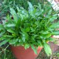 Culantro Leaf Recao Chadon Beni Ngo gai Eryngium foetidum - 500 Seeds