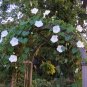Giant White Moonflower Vine  Ipomoea alba - 25 Seeds