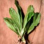 Culantro Leaf Recao Chadon Beni Ngo gai Eryngium foetidum - 500 Seeds