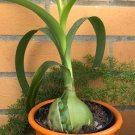 Pregnant Onion Caudiciform Succulent Ornithogalum longibracteatum - 20 Seeds
