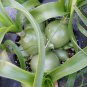 Pregnant Onion Caudiciform Succulent Ornithogalum longibracteatum - 20 Seeds