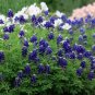 Texas Bluebonnet Lupinus Texensis Flower - 50 Seeds