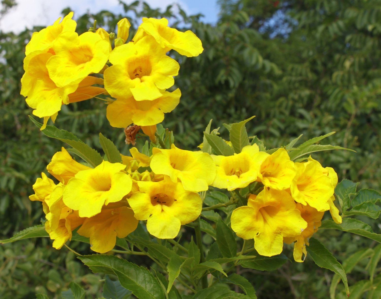 Esperanza Yellow Bells Trumpet Flower Tecoma Stans - 20 Seeds