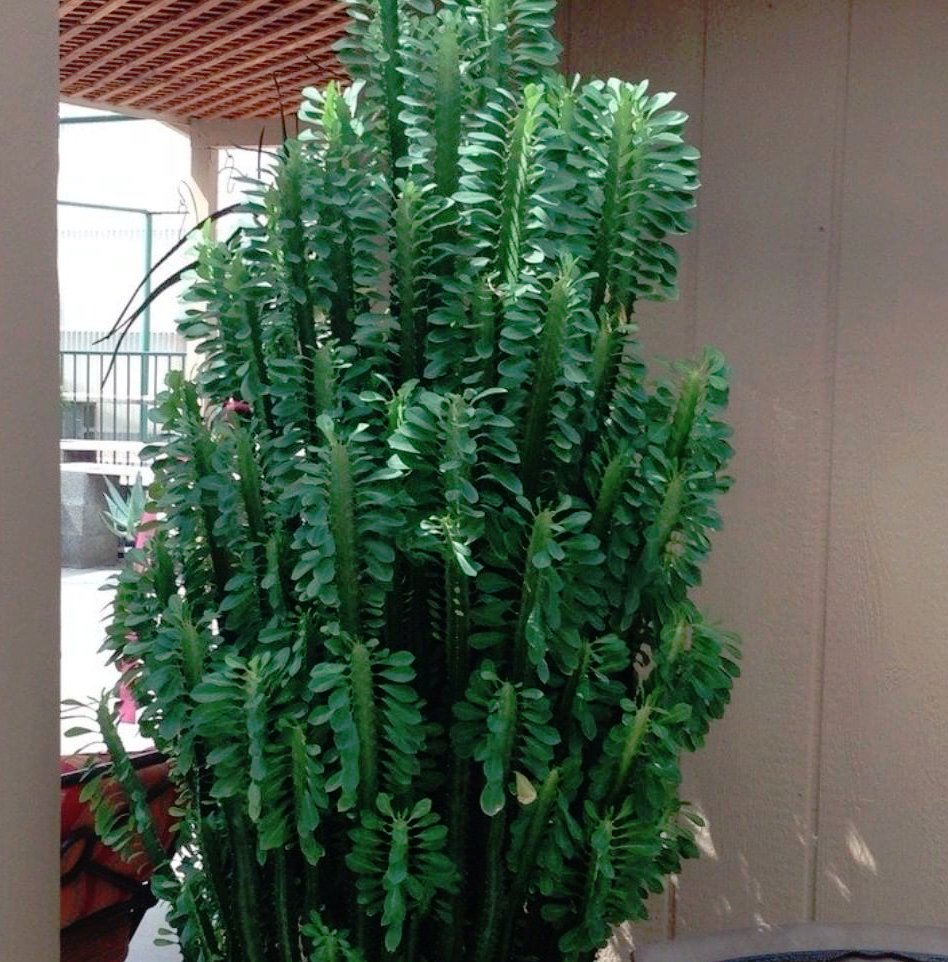 African Milk Tree Green Succulent Euphorbia Trigona 1 Live Plant 4106