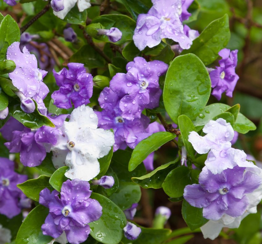 Purple Yesterday Today and Tomorrow Brunfelsia pauciflora - 15 Seeds