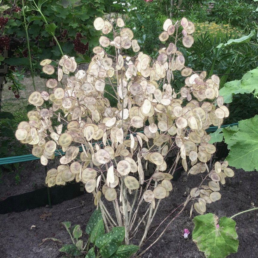 Honesty Money Plant Lunaria biennis - 80 Seeds