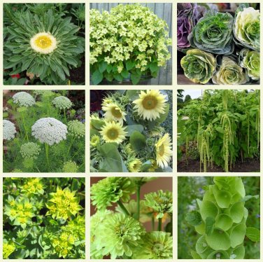 Green and Chartreuse Monochromatic Flower Seed Collection - 9 Varieties
