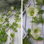 Cathedral Bells Cup And Saucer Vine White Cobaea Scandens alba - 8 Seeds