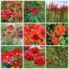 Red Shades Monochromatic Flowers Seed Collection - 9 Varieties