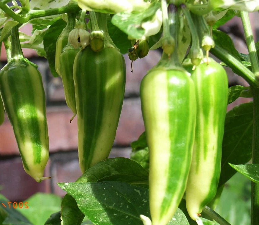 Fish Chili Pepper Variegated Heirloom Capsicum annuum 20 Seeds