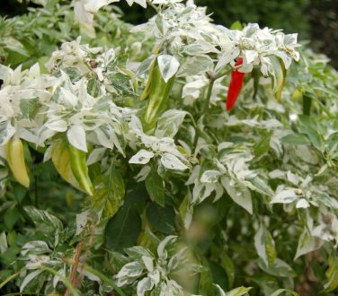 Fish Chili Pepper Variegated Heirloom Capsicum annuum - 20 Seeds