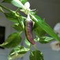 Fish Chili Pepper Variegated Heirloom Capsicum annuum - 20 Seeds