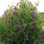 Dramatic Bi-Color Sweet Pea Lathyrus odoratus 'Matucana' - 20 Seeds