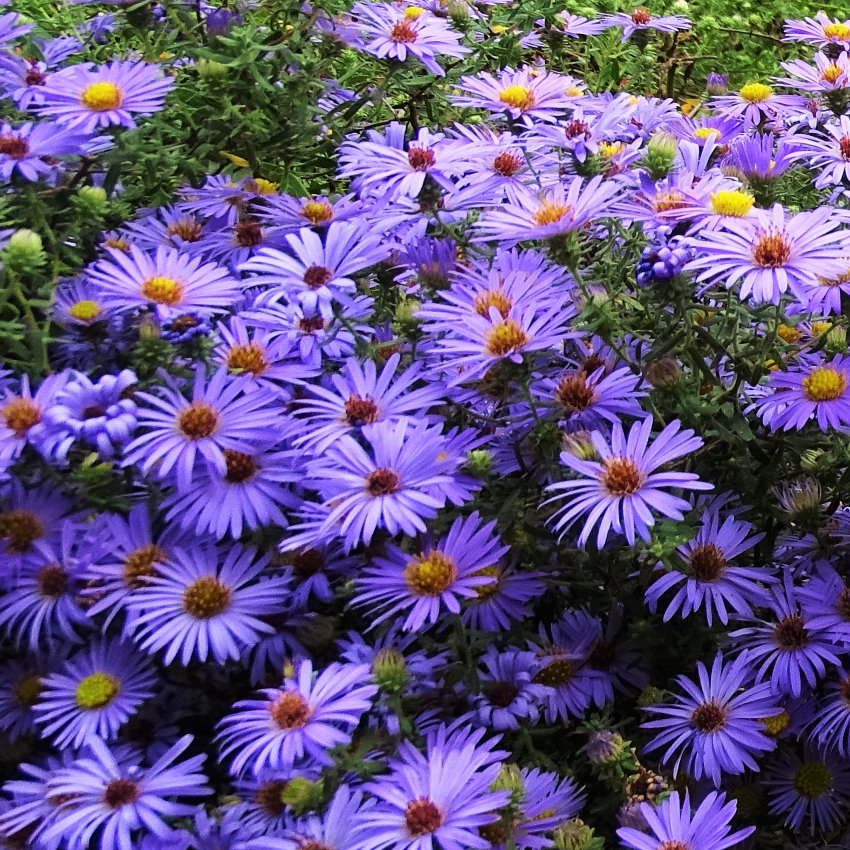 New England Aster Symphyotrichum novae-angliae - 50 Seeds