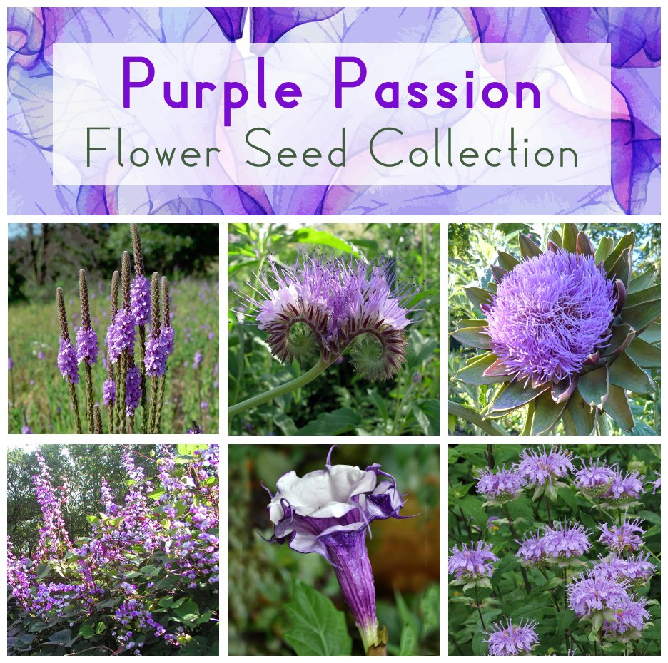 Purple Shades Flower Seed Gift Collection - 6 Varieties