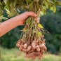 Peanut Plant Arachis hypogaea - 25 Seeds