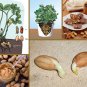 Peanut Plant Arachis hypogaea - 25 Seeds
