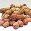 Peanuts Plant Legume Arachis hypogaea - 25 Seeds