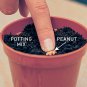 Peanuts Plant Legume Arachis hypogaea - 25 Seeds