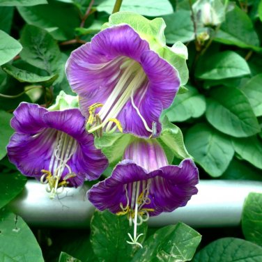 Purple Cathedral Bell Vine Cobaea scandens - 8 Seeds