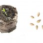 Heirloom Cucamelon Mouse Melon Sandita Melothria scabra - 20 Seeds