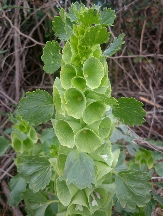 Amazing Green Bells of Ireland Flower Moluccella laevis - 100 Seeds