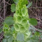 Amazing Green Bells of Ireland Flower Moluccella laevis - 100 Seeds