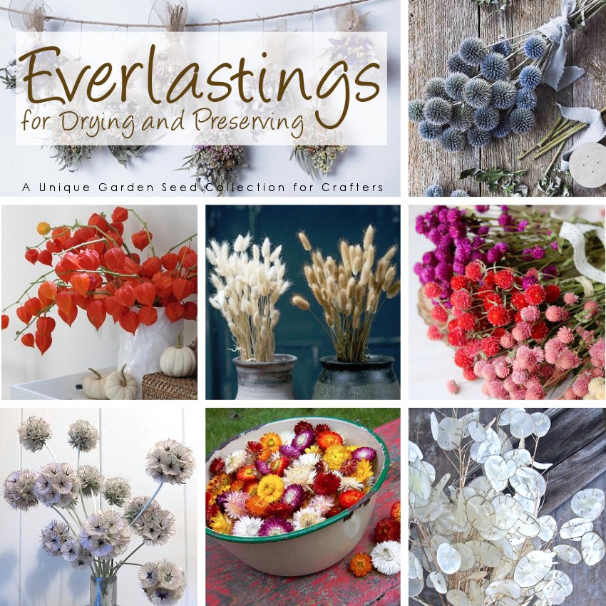 Everlasting Florals Seed Collection 7 Varieties