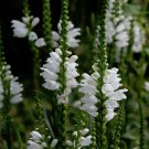 Showy Hardy Obedient Plant White Physostegia virginiana alba - 80 Seeds