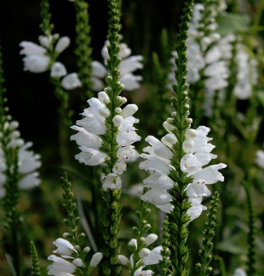 Showy Hardy Obedient Plant White Physostegia virginiana alba - 80 Seeds