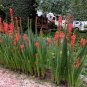 Skyrocket Scarlet Red Standing Cypress Gilia Ipomopsis rubra - 250 Seeds