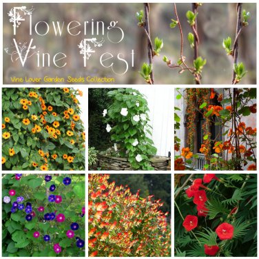 Charming Flowering Vine Fest Seed Collection - 6 Varieties