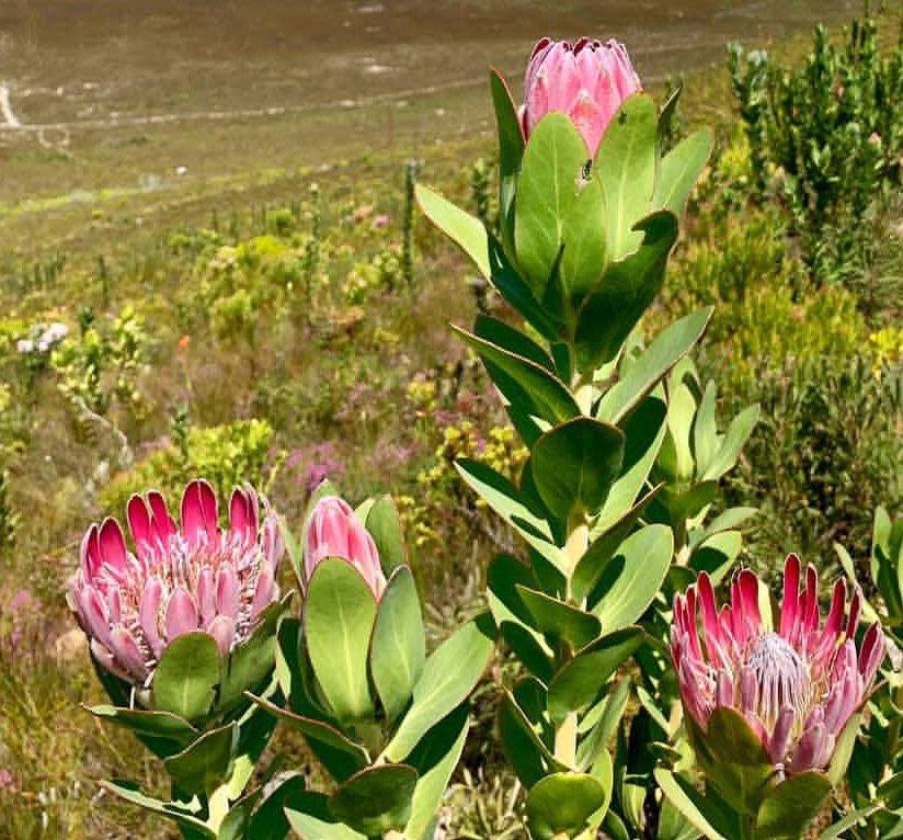 South African Bot River Protea Protea compacta - 5 Seeds