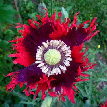 Brilliant Drama Queen Poppy Papaver hybridum Laciniatum - 80 Seeds