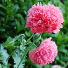 Pink Peony Poppy Papaver Paeoniflorum - 100 Seeds
