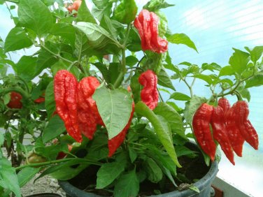 HOT! Bulk Ghost Pepper Chili Red Bhut Jolokia Capsicum chinense - 150 Seeds