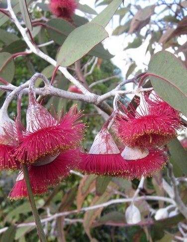 Silver Gum 'Silver Princess" Eucalyptus caesia  - 40 seeds