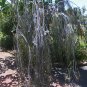 Silver Gum 'Silver Princess" Eucalyptus caesia  - 40 seeds