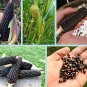 Bulk Organic OP Popping Corn Dakota Black Zea mays - 200 Seeds