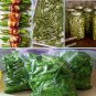 Heirloom Landreths Stringless Green Beans Phaseolus vulgaris - 80 Seeds