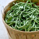Bulk Heirloom Early Contender Green Bean Phaseolus vulgaris - 500 Seeds