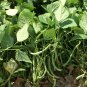 Bulk Heirloom Early Contender Green Bean Phaseolus vulgaris - 500 Seeds
