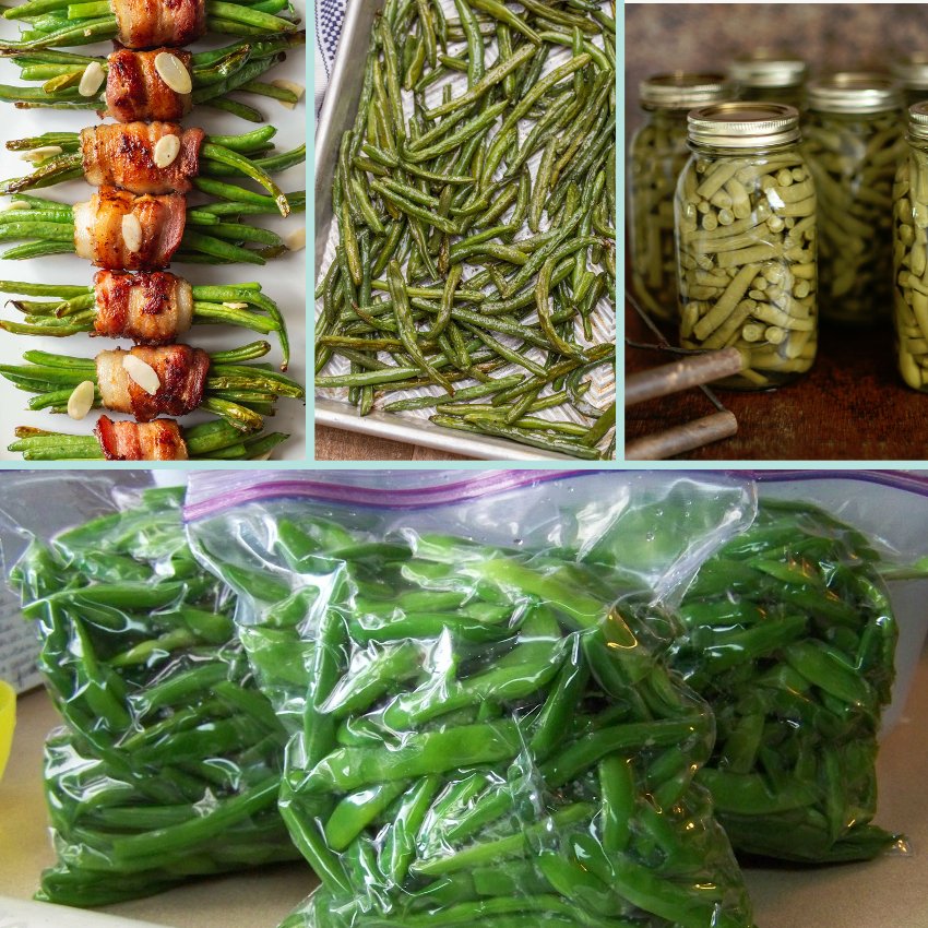 Bulk Heirloom Early Contender Green Bean Phaseolus vulgaris 500 Seeds