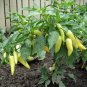 Bulk Heirloom Sweet Banana Pepper Capsicum annuum - 500 Seeds